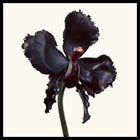 Tom Ford Black Orchid Reserve Parfum